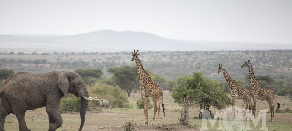 While working to provide clean water in rural Kenya we often encounter the majestic wildlife of the Maasai Mara.